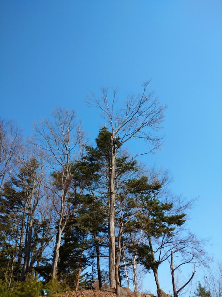 高さ30メートル太さ40センチのクヌギの伐採の事例です。場所は、長野県佐久です。