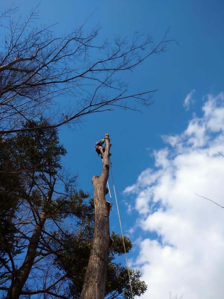丘の上のクヌギ 高さ30m 太さ40cm の伐採 長野県佐久